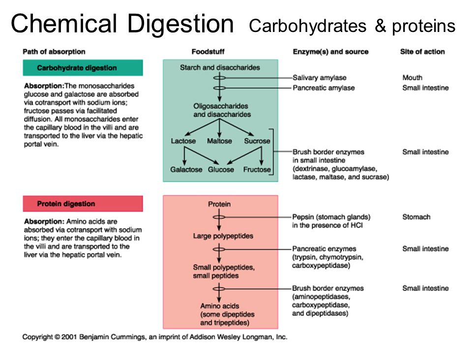Carbohydrates, Lipids and Proteins